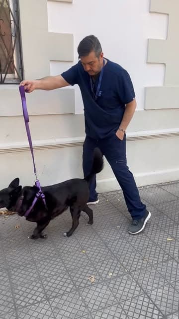 @veterinariaubo's Instagram post posted on date 4/27/2026 which generated 241 likes and 15 comments