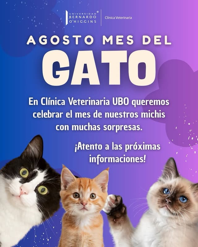 @veterinariaubo's Instagram post posted on date 7/24/2026 which generated 76 likes and 0 comments