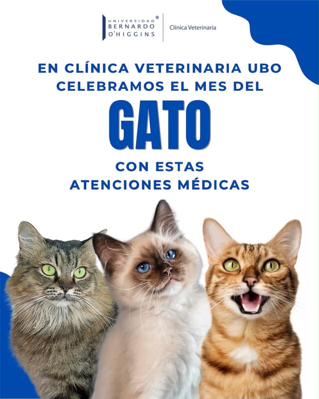 @veterinariaubo's Instagram post posted on date 8/4/2026 which generated 87 likes and 0 comments