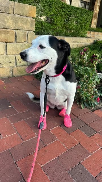 @wagwear's Instagram post posted on date 7/24/2026 which generated 1702377 likes and 2190 comments