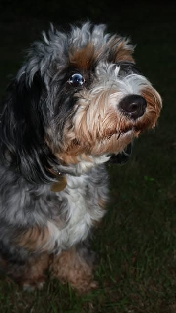 @wagwear's Instagram post posted on date 9/3/2026 which generated 3 likes and 44 comments