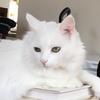 joanthesnowwitch's TikTok profile picture
